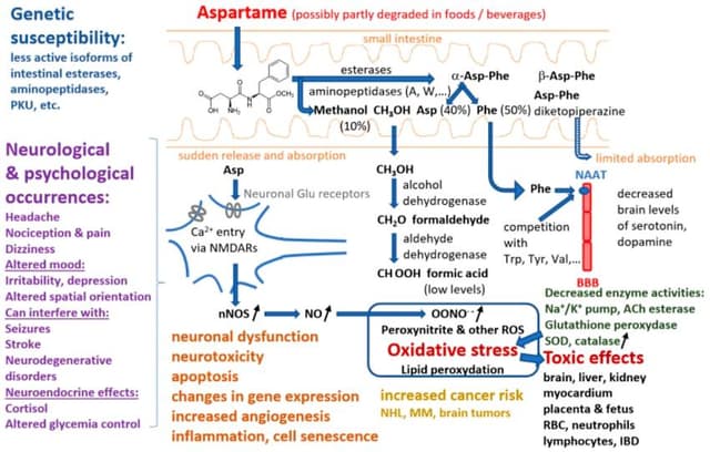 Biochemical pathway of aspartame metabolism showing methanol conversion to formaldehyde, oxidative stress, and neurological effects including mood changes, seizures, and increased cancer risk in genetically susceptible individuals.
