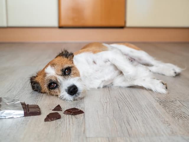 Small terrier dog lying on kitchen floor next to broken chocolate pieces, showing signs of chocolate poisoning in pets.
