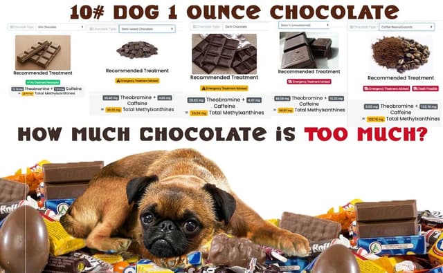 Infographic explaining chocolate toxicity in dogs, showing theobromine and caffeine levels in different chocolate types and their effects on a 10-pound dog, with a sick pug surrounded by candy and a warning message: “How much chocolate is too much?
