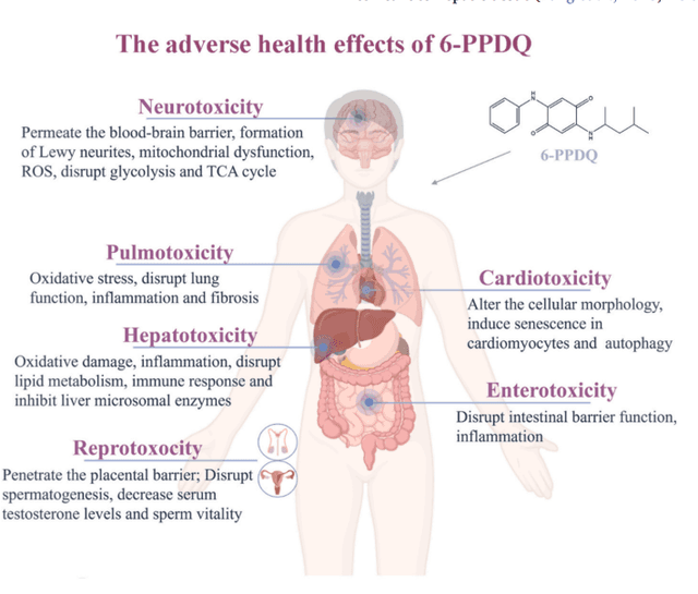 Infographic showing how 6PPD-quinone (tire chemical) harms humans: neurotoxicity, cardiotoxicity, pulmonotoxicity, hepatotoxicity, enterotoxicity, and reproductive toxicity