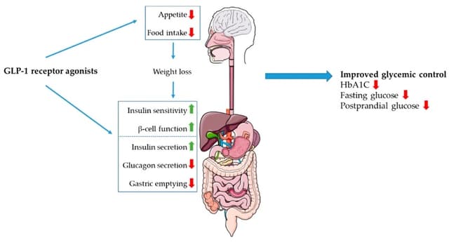 Diagram showing GLP-1 receptor agonist mechanisms: reduced appetite and gastric emptying, increased insulin secretion and sensitivity, improved HbA1c and lower fasting/postprandial glucos