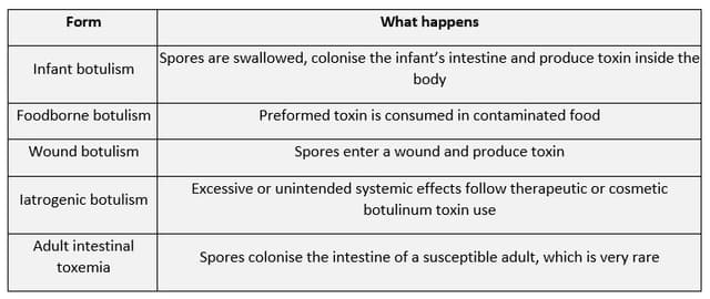 Comparison table explaining infant botulism, foodborne botulism, wound botulism, iatrogenic botulism, and adult intestinal toxemia by toxin source and disease mechanism.